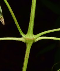 Clematis acapulcensis