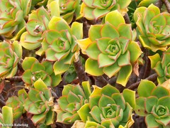 Aeonium lancerottense