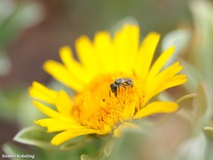 Lasioglossum collopiense
