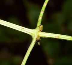 Clematis acapulcensis
