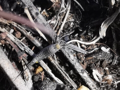 Machilinus rupestris