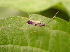 Ilnacora