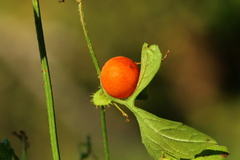 Blastania cerasiformis