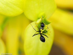 Camponotus feae