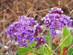 Limonium bourgeaui