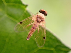 Chrysopilus modestus