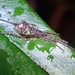 Brunepisinus selirong - Photo (c) Albert Kang, algunos derechos reservados (CC BY-NC), subido por Albert Kang