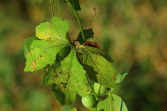 Blastania cerasiformis
