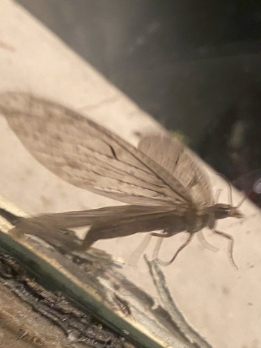 Spring fishfly
