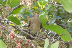 Turdus nudigenis