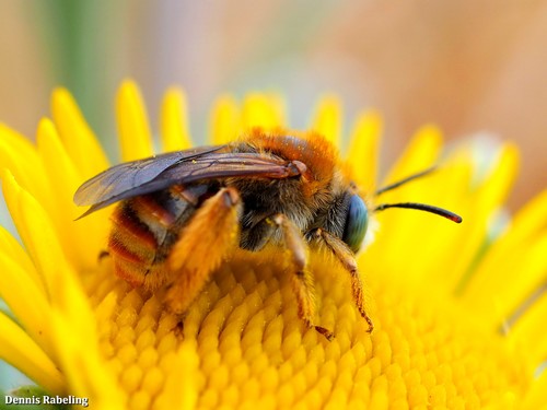 Tetraloniella lanzarotensis