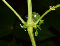 Clematis acapulcensis