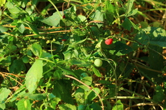 Blastania cerasiformis