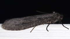 Conoeca guildingi