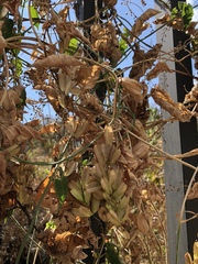 Dioscorea galeottiana