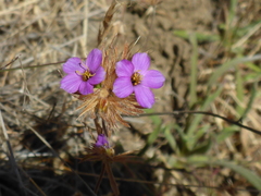 Leptosiphon androsaceus