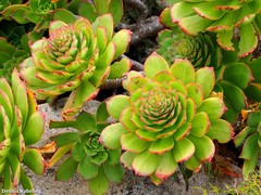Aeonium lancerottense