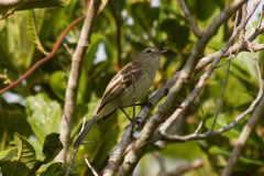 Nesotriccus incomtus