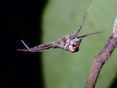 Brunepisinus selirong