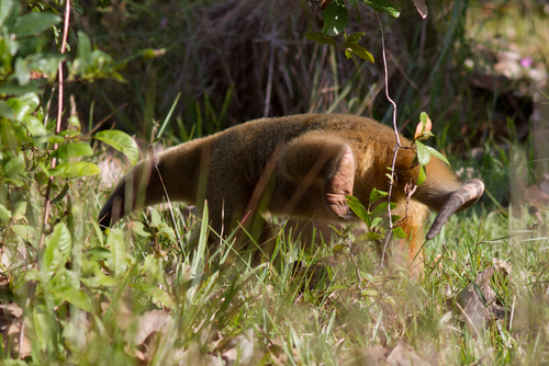 Southern Tamandua, photo 9 of 9