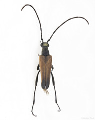 Trachysida mutabilis