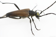 Trachysida mutabilis