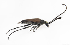 Trachysida mutabilis