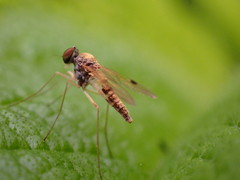 Chrysopilus modestus