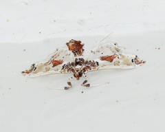 Neoleucinodes elegantalis