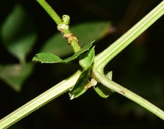 Clematis acapulcensis