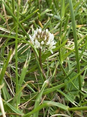 Trifolium repens