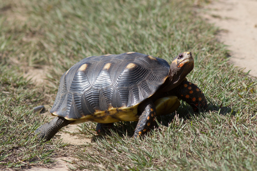 Red-footed Tortoise