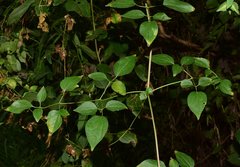 Clematis acapulcensis