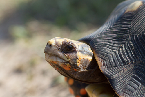 Red-footed Tortoise