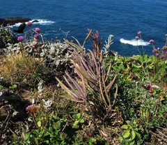 Erysimum concinnum