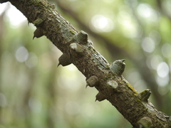 Mezoneuron cucullatum