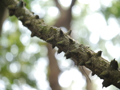 Mezoneuron cucullatum