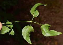 Clematis acapulcensis