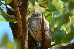 Otus senegalensis