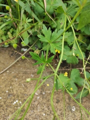 Ranunculus japonicus