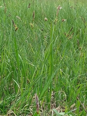 Carex panicea