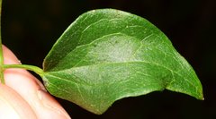 Clematis acapulcensis