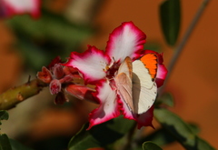 Colotis antevippe gavisa
