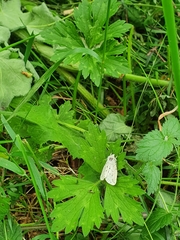 Spilosoma lubricipeda