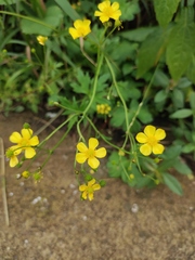 Ranunculus japonicus