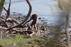 Gallinago paraguaiae