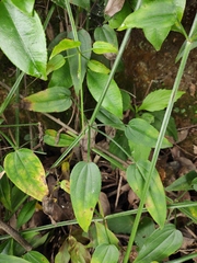 Rubia cordifolia