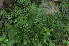 Galium laevigatum