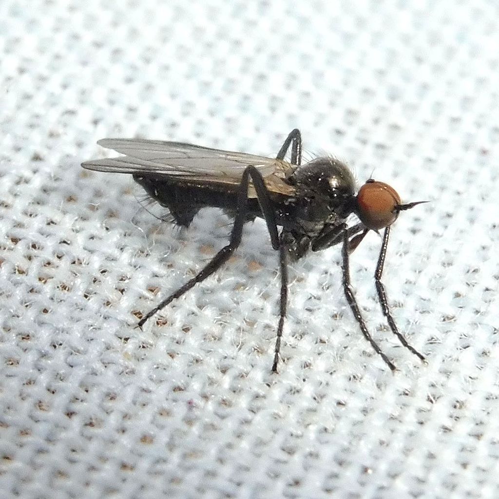 Rhamphomyia tarsata