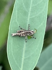 Acrididae